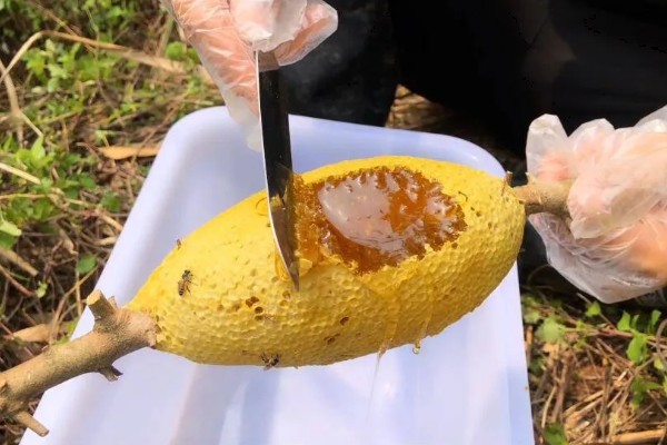 哪种颜色的蜂蜜最好,以水白色蜂蜜为宜