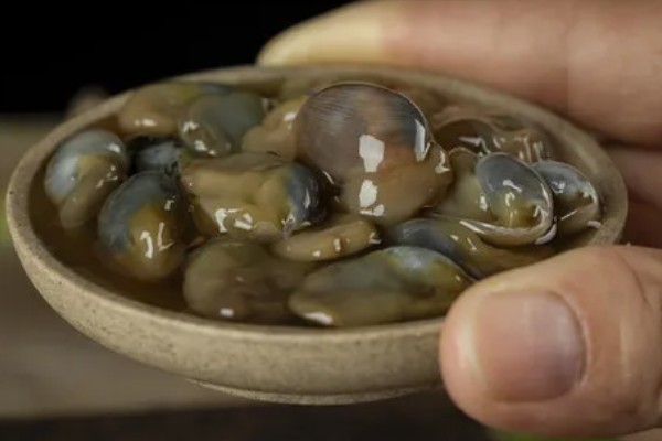 泥螺的简介,是一种食用型螺类