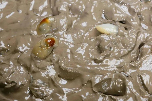 泥螺的简介,是一种食用型螺类