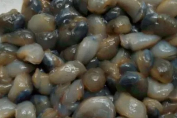 泥螺的简介,是一种食用型螺类