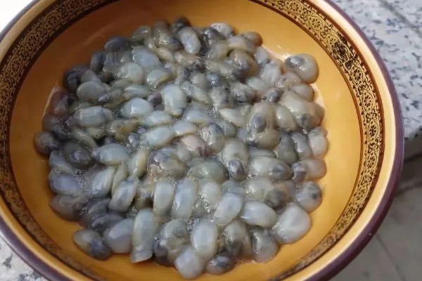 泥螺的简介,是一种食用型螺类