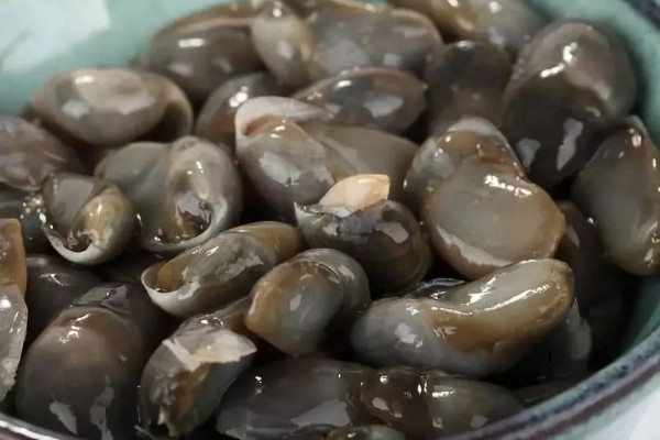 泥螺的简介,是一种食用型螺类