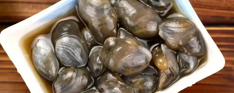 泥螺的简介，是一种食用型螺类