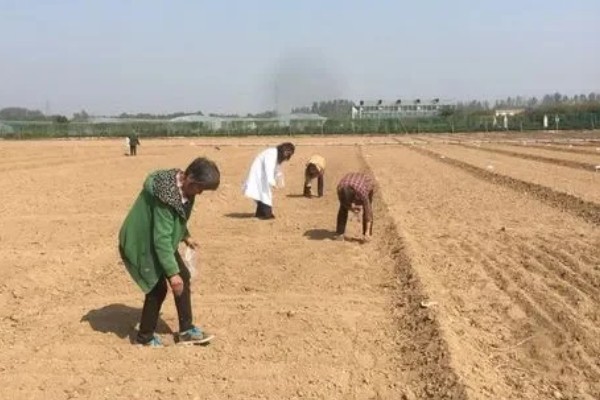 芦笋褐斑病怎么防治，冬季要做好清园工作