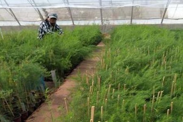 芦笋褐斑病怎么防治，冬季要做好清园工作