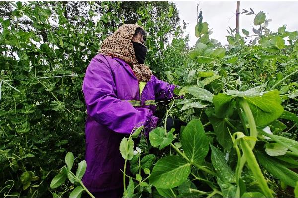 荷兰豆叶子发黄的原因,可能是水分不足所致