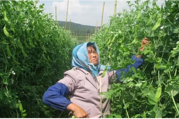 荷兰豆叶子发黄的原因,可能是水分不足所致
