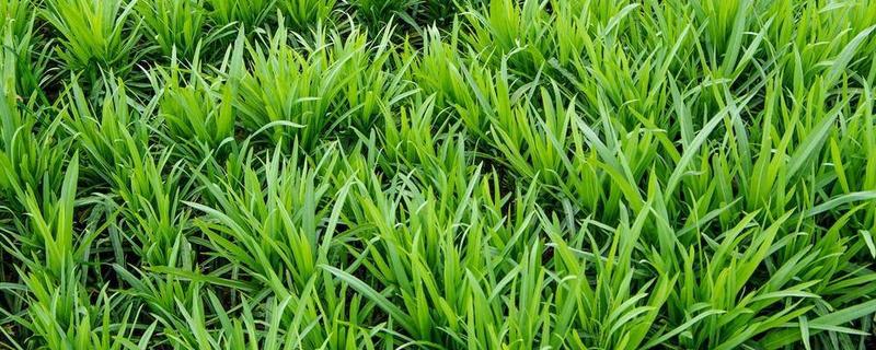 韭菜的种植方法，在3月下旬至4月下旬播种为宜