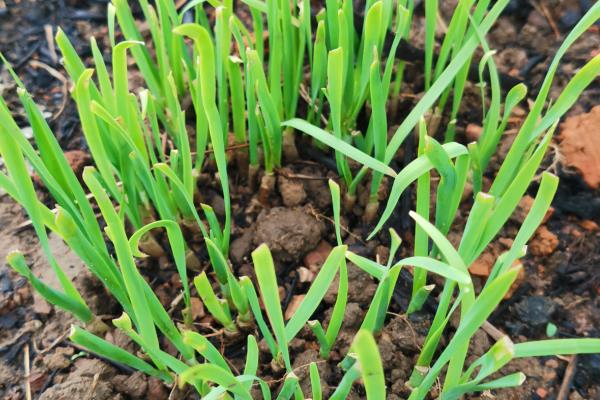 韭菜的种植方法，在3月下旬至4月下旬播种为宜