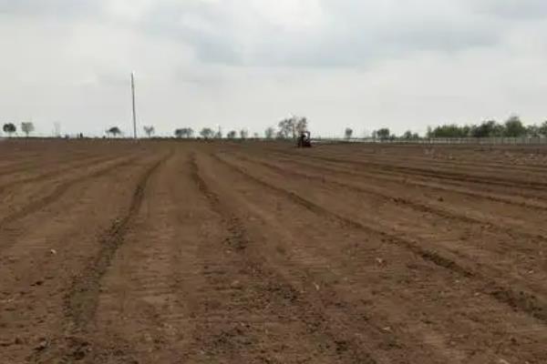 韭菜的种植方法，在3月下旬至4月下旬播种为宜