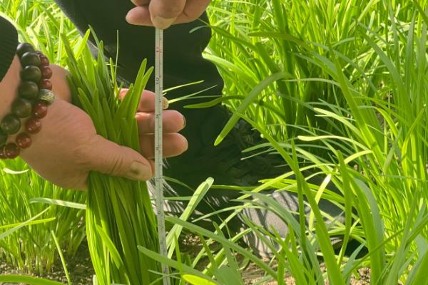 韭菜的种植方法，在3月下旬至4月下旬播种为宜