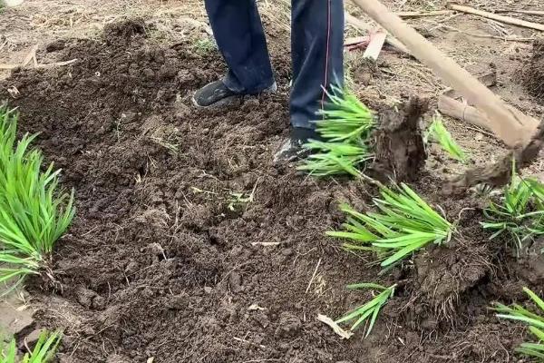 韭菜的种植方法，在3月下旬至4月下旬播种为宜