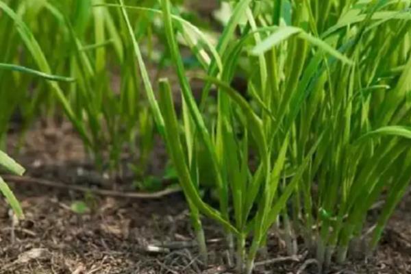 韭菜的种植方法，在3月下旬至4月下旬播种为宜