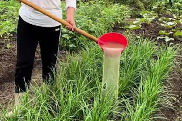 韭菜的种植方法，在3月下旬至4月下旬播种为宜