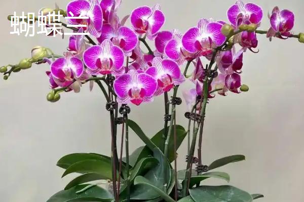兰花有什么花语,代表美好、高洁、贤德等含义
