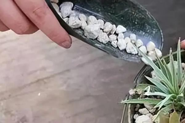 冬天能不能露养火祭,温度较低需放在室内养护