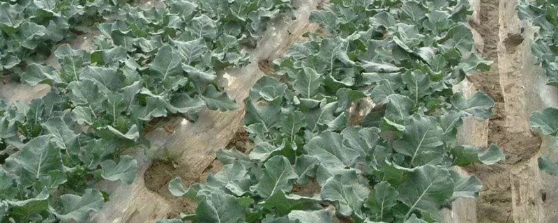 哪些蔬菜适合在九至十月份种植，常见西兰花、香菜、豌豆等品种