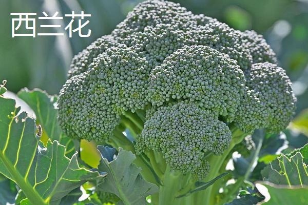 哪些蔬菜适合在九至十月份种植,常见西兰花、香菜、豌豆等品种