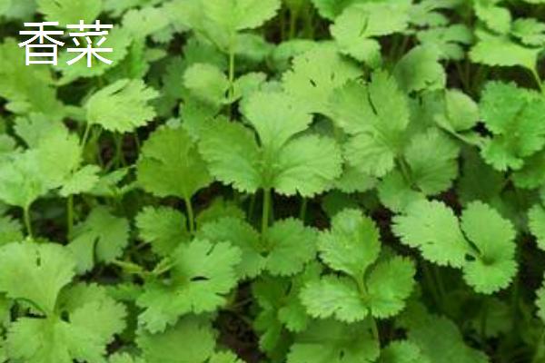 哪些蔬菜适合在九至十月份种植,常见西兰花、香菜、豌豆等品种
