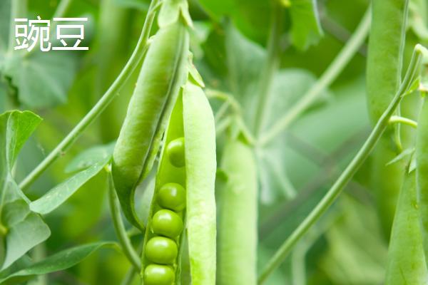 哪些蔬菜适合在九至十月份种植,常见西兰花、香菜、豌豆等品种