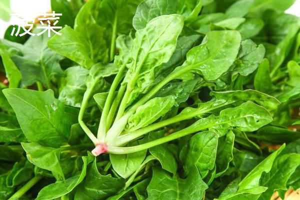 哪些蔬菜适合在九至十月份种植,常见西兰花、香菜、豌豆等品种