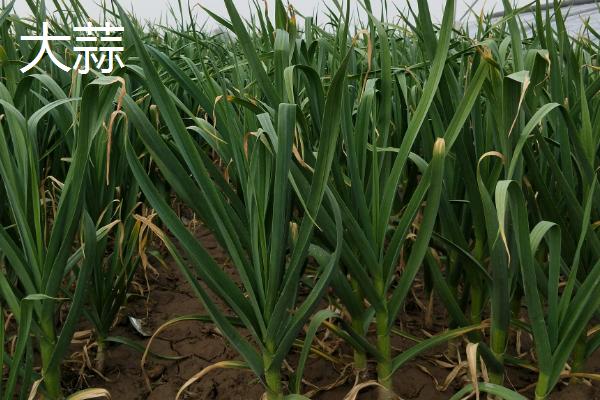 哪些蔬菜适合在九至十月份种植,常见西兰花、香菜、豌豆等品种