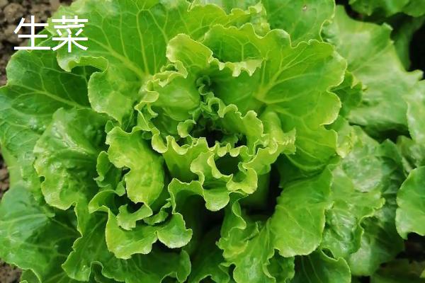 哪些蔬菜适合在九至十月份种植,常见西兰花、香菜、豌豆等品种