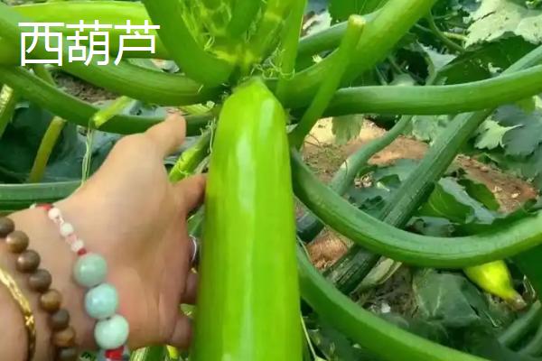 哪些蔬菜适合在九至十月份种植,常见西兰花、香菜、豌豆等品种