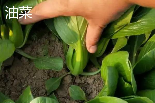 哪些蔬菜适合在九至十月份种植,常见西兰花、香菜、豌豆等品种