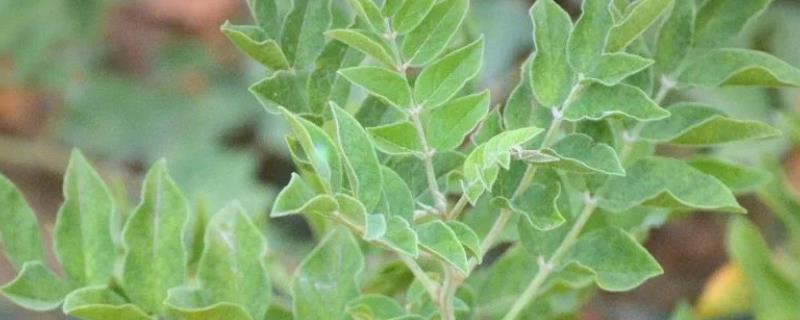 怎么种植甘草，浸种晾干后进行穴播或条播