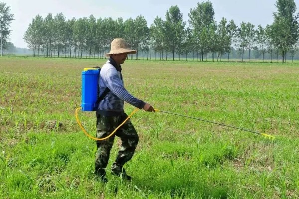 怎么种植甘草,浸种晾干后进行穴播或条播