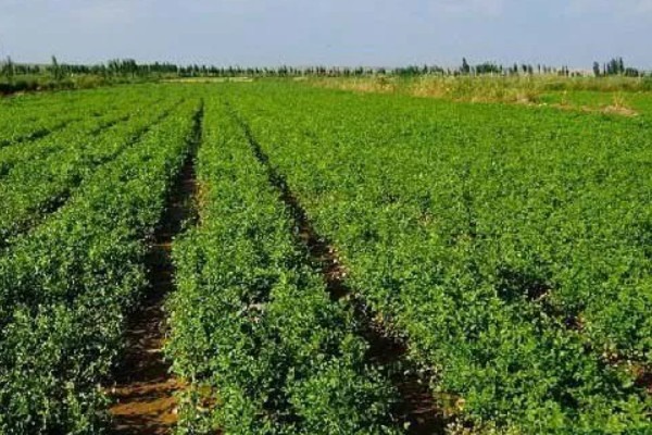 怎么种植甘草,浸种晾干后进行穴播或条播