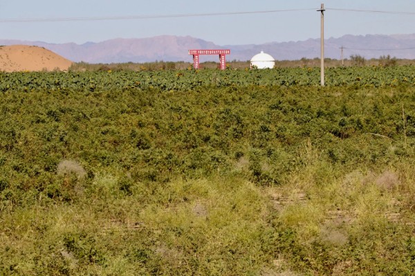 怎么种植甘草,浸种晾干后进行穴播或条播