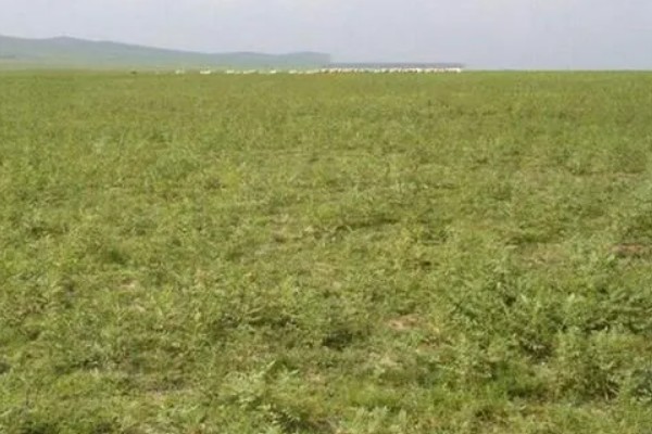 怎么种植甘草,浸种晾干后进行穴播或条播