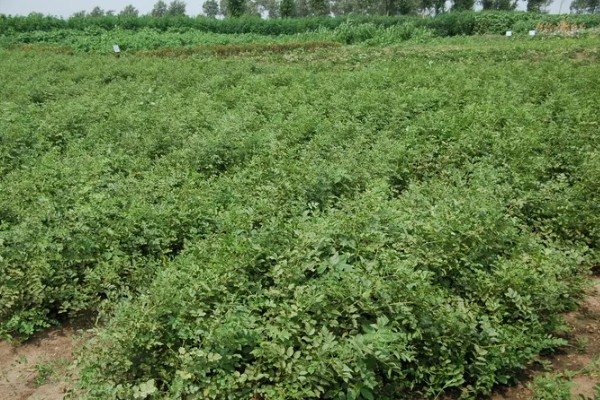 怎么种植甘草,浸种晾干后进行穴播或条播