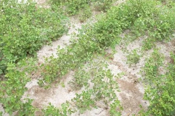 怎么种植甘草,浸种晾干后进行穴播或条播