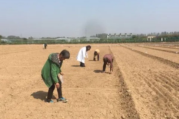 怎么种植甘草,浸种晾干后进行穴播或条播