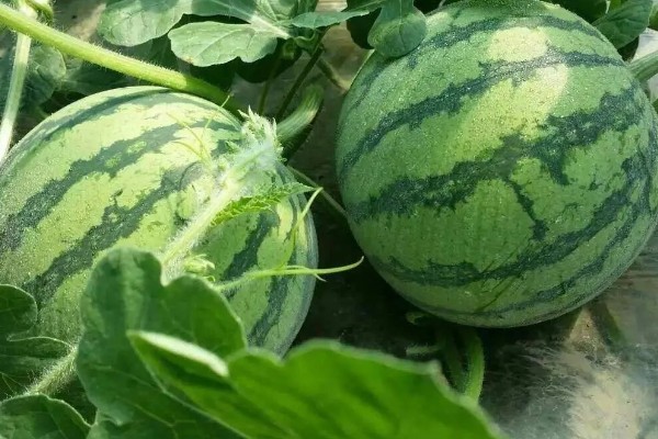 8424西瓜的亩产量，平均产量达到6000-8000斤左右