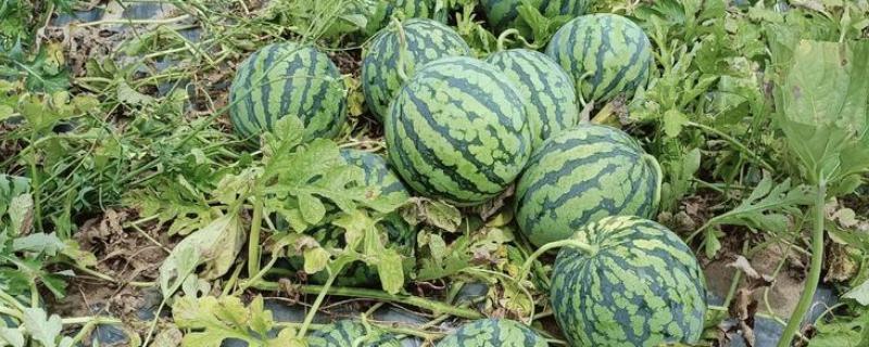 无籽西瓜的育种方法被称为，被称为多倍体育种