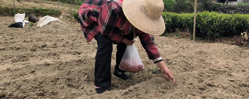 花生的播种方法，每穴播2粒