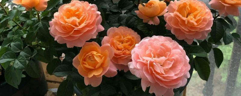 月季花怎么养殖，高度达到15cm后及时进行打顶摘心