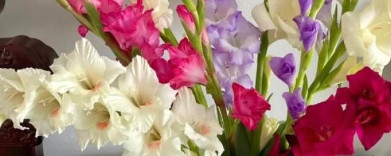 让唐菖蒲一直开花的方法，可同时栽培早熟、中熟和晚熟品种