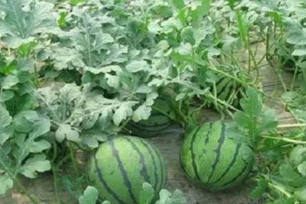 无籽西瓜的育种方法被称为,被称为多倍体育种