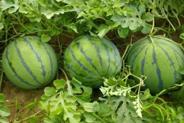 无籽西瓜的育种方法被称为,被称为多倍体育种