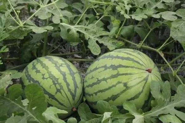 无籽西瓜的育种方法被称为,被称为多倍体育种