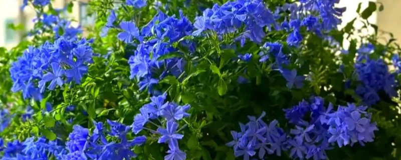 蓝雪花的种植时间，在每年的5-6月份时进行