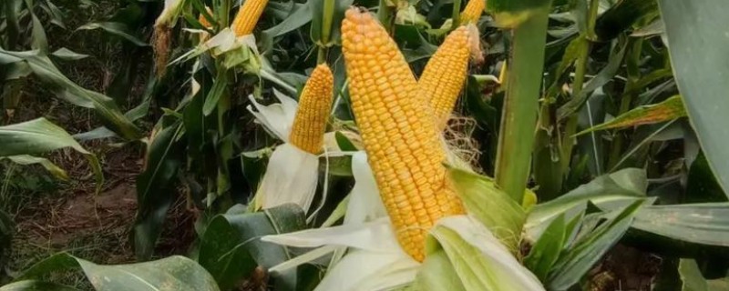 陕科6号玉米品种简介，夏播生育期在99天左右