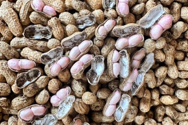花生的播种方法，每穴播2粒