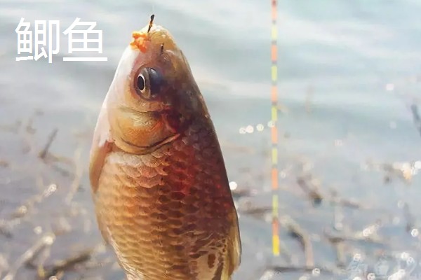 溪流钩2号搭配几号的子线，一般搭配0.6号子线