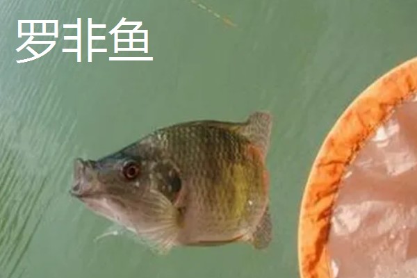 溪流钩2号搭配几号的子线，一般搭配0.6号子线
